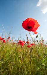 Poppy - Remembrance Day