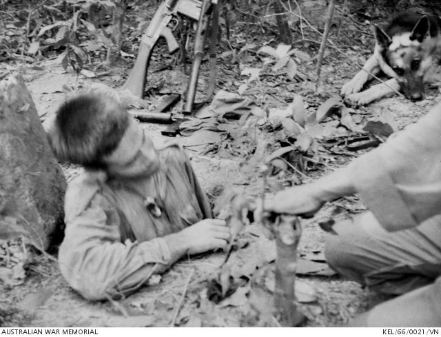 In 1966, a Sapper of 3 Field Troop emerges from a Viet Cong (VC) tunnel by a trapdoor in the ground during Operation Crimp in the Ho Bo Woods with troops of 1 Battalion, The Royal Australian Regiment (1RAR). The trapdoor of concrete is covered with earth and grass and saplings are grown in it so that it carefully blends in with the rest of the vegetation, and is virtually impossible to detect.	