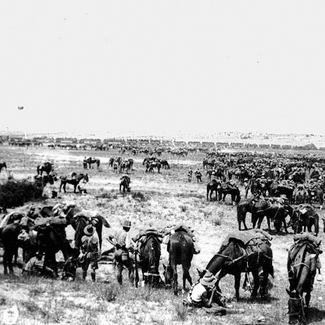 3-5 august 1916 resting horses at romani 