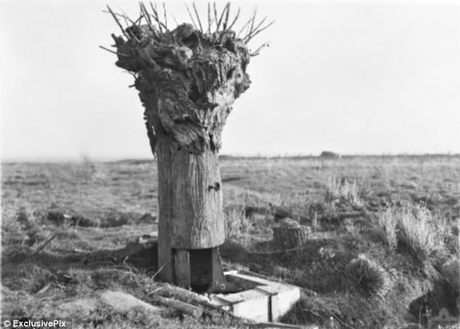 Camouflage trees